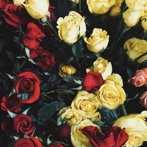 RosesRoses332, Merced, California